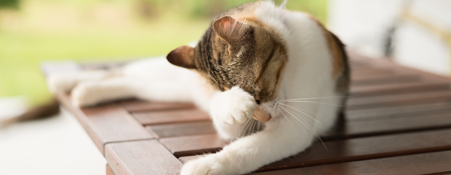 Cara Mengobati Kucing Jamuran | Purina